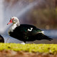 Black Muscovy ducks have a knack for foraging and are highly efficient at finding food.