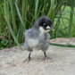 Baby Chicks: Blue/Black/Splash Orpington
