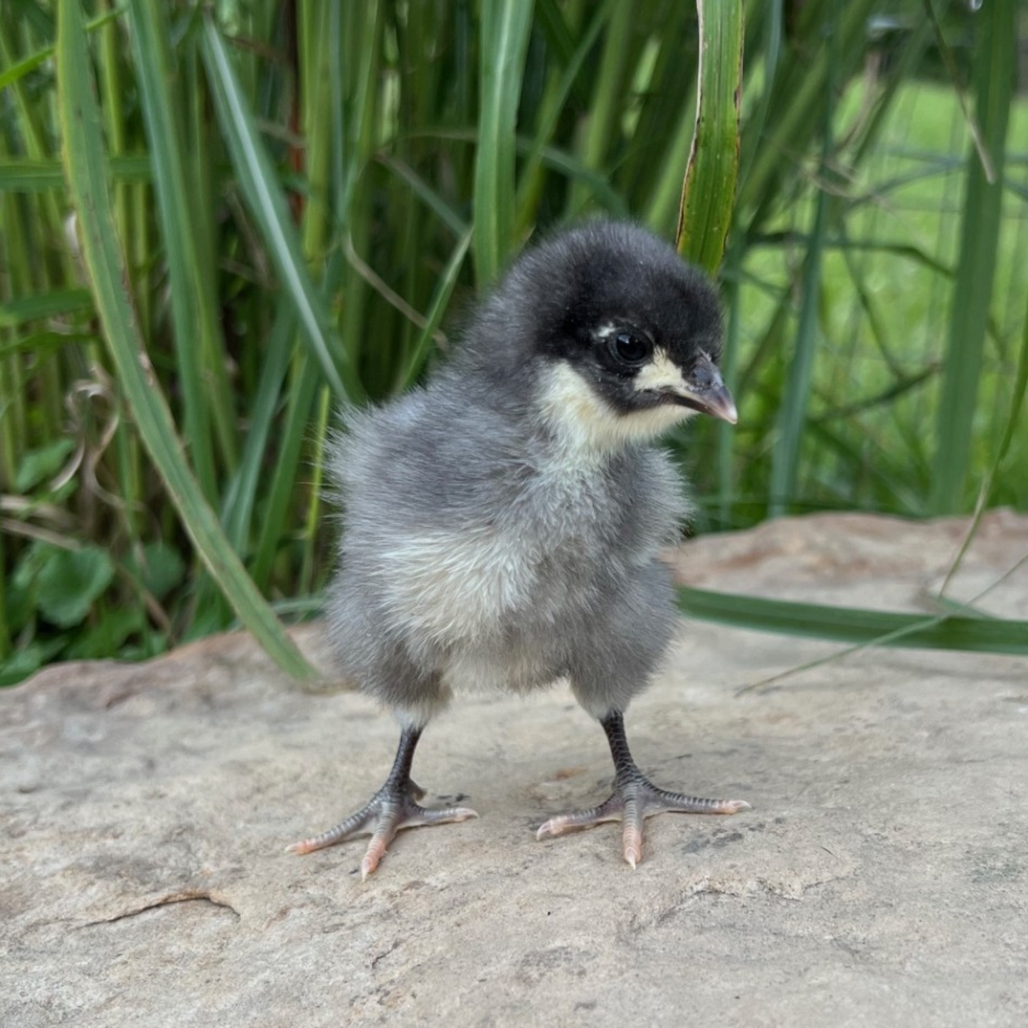 Baby Chicks: Blue/Black/Splash Orpington