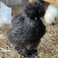 Hatching Eggs: Black/Paint Project Silkie, Akers Farm Location