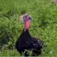 Turkey Poult: Black Spanish