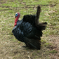 Turkey Poult: Black Spanish