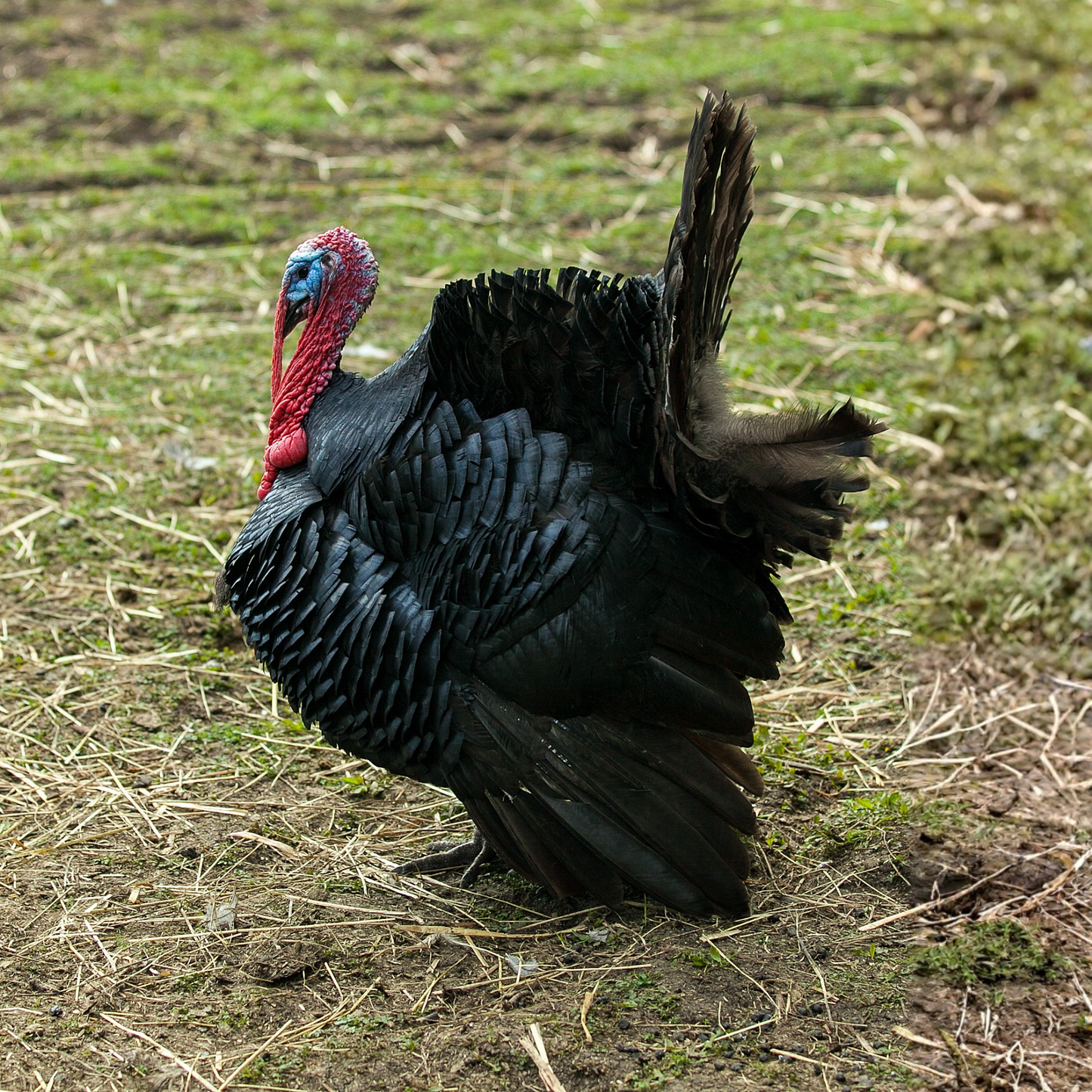 Turkey Poult: Black Spanish