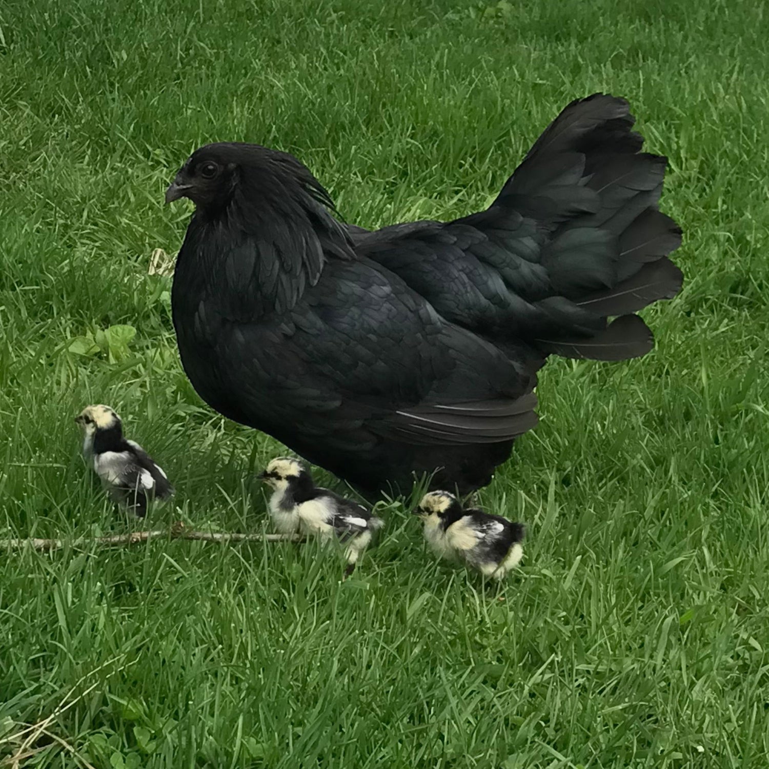 Black Sumatra hen and her three chicks walk through the green grass.