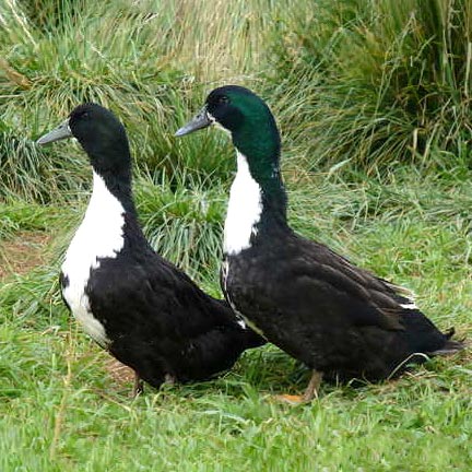 Black Swedish ducks are known for the friendly and gentle nature. 