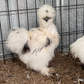 Hatching Eggs: Black/Paint Project Silkie, Akers Farm Location