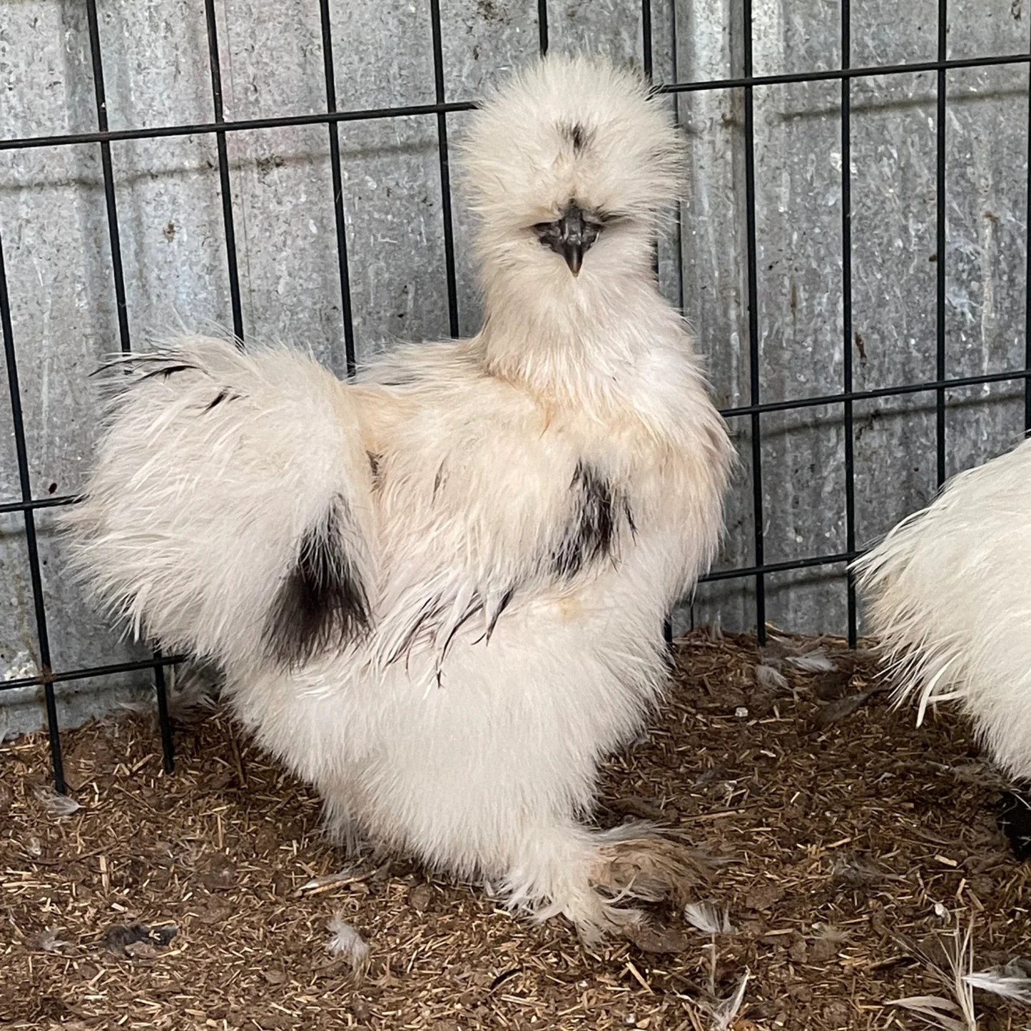 Hatching Eggs: Black/Paint Project Silkie, Akers Farm Location