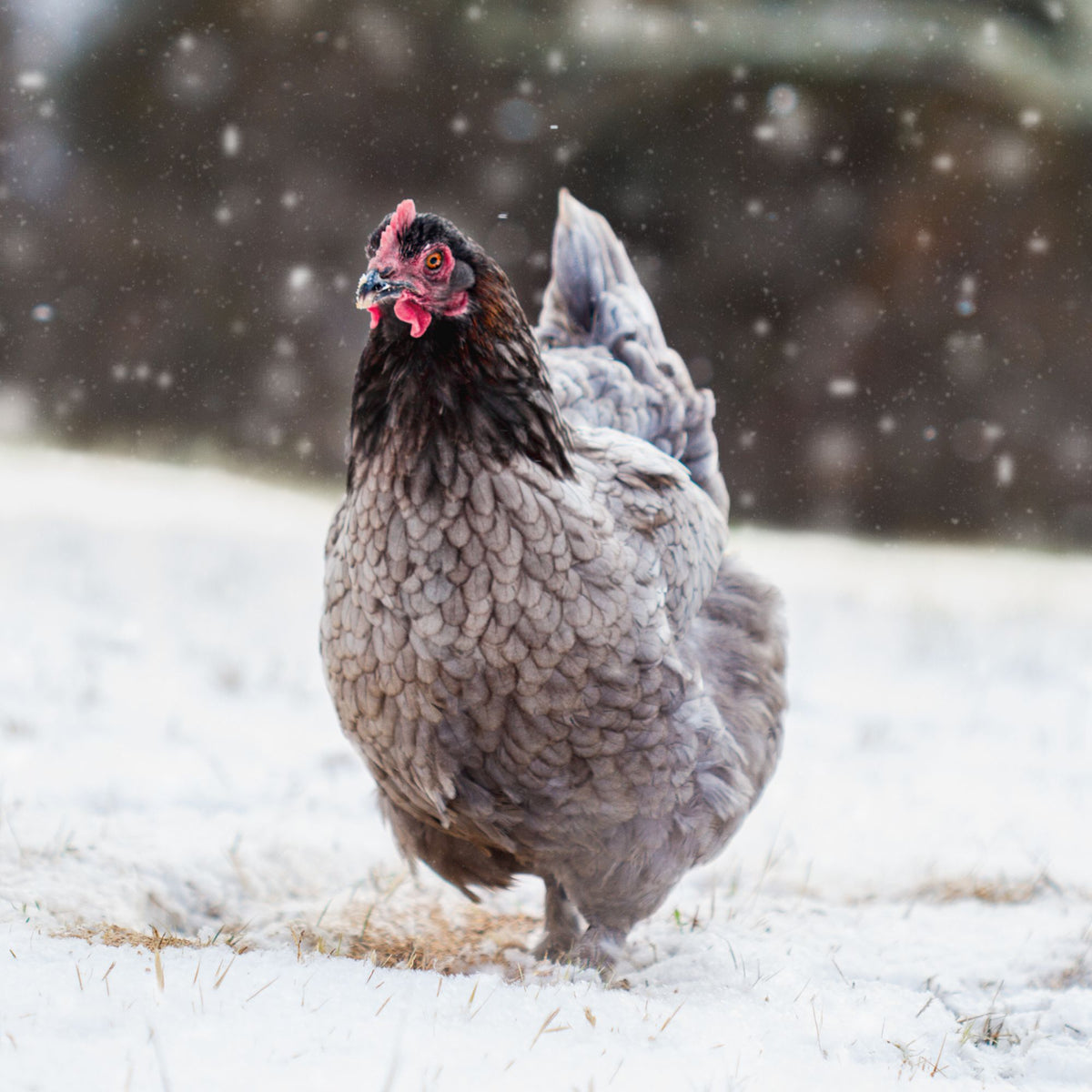 Maran Raptor Blue Copper Maran Chickens