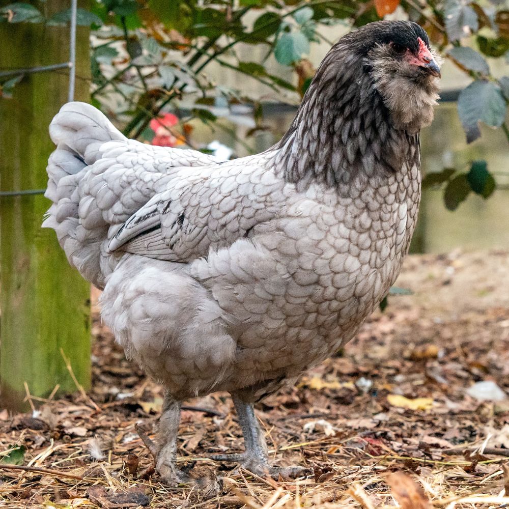 Pullet: Blue/Black Favaucana, Shipping Week of 06/03/2024
