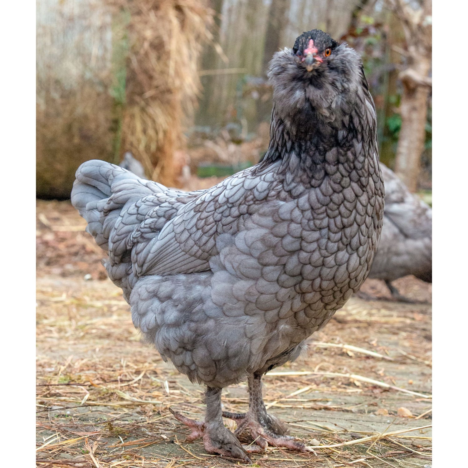 Pullet: Blue/Black Favaucana, Shipping Week of