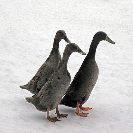 Blue Runner ducks are excellent egg layers. 