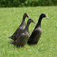 Ducklings: Blue Runner