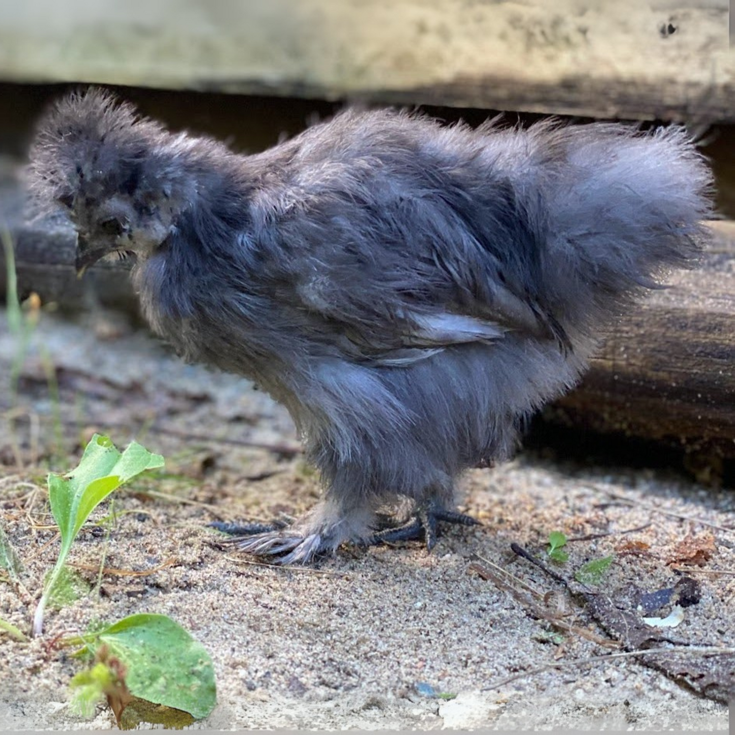 Pullet: Blue Silkie Bantam, Shipping Week of