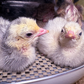 Turkey Poult: Blue Slate
