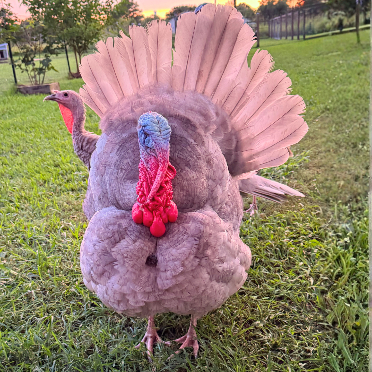 Blue Slate turkeys