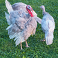 Turkey Poult: Blue Slate
