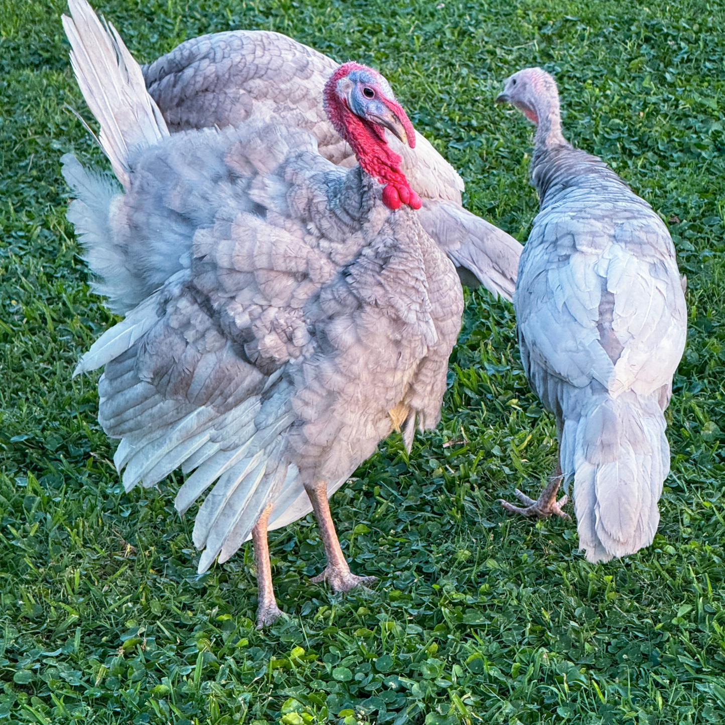 Turkey Poult: Blue Slate
