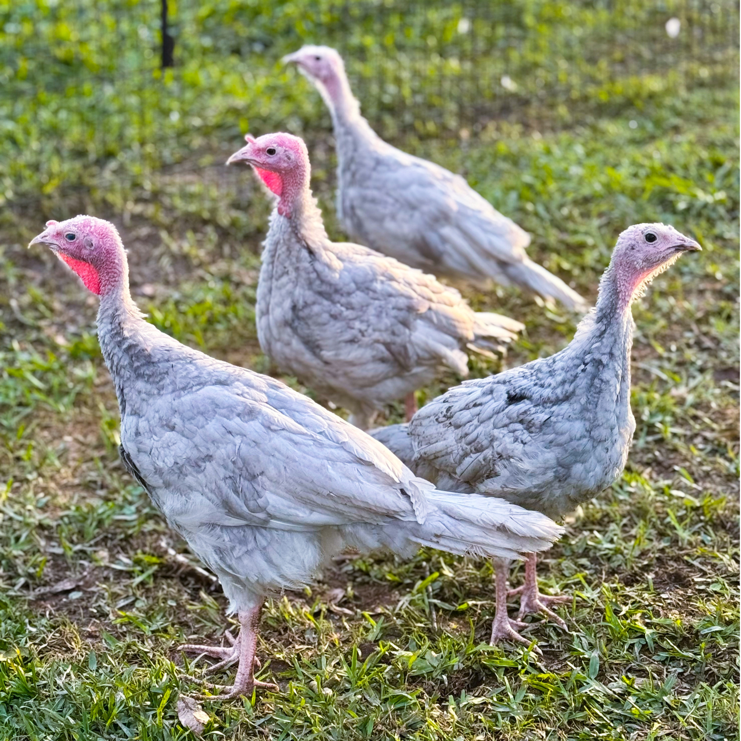 Turkey Poult: Blue Slate