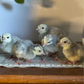 Turkey Poult: Blue Slate