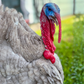 Turkey Poult: Blue Slate