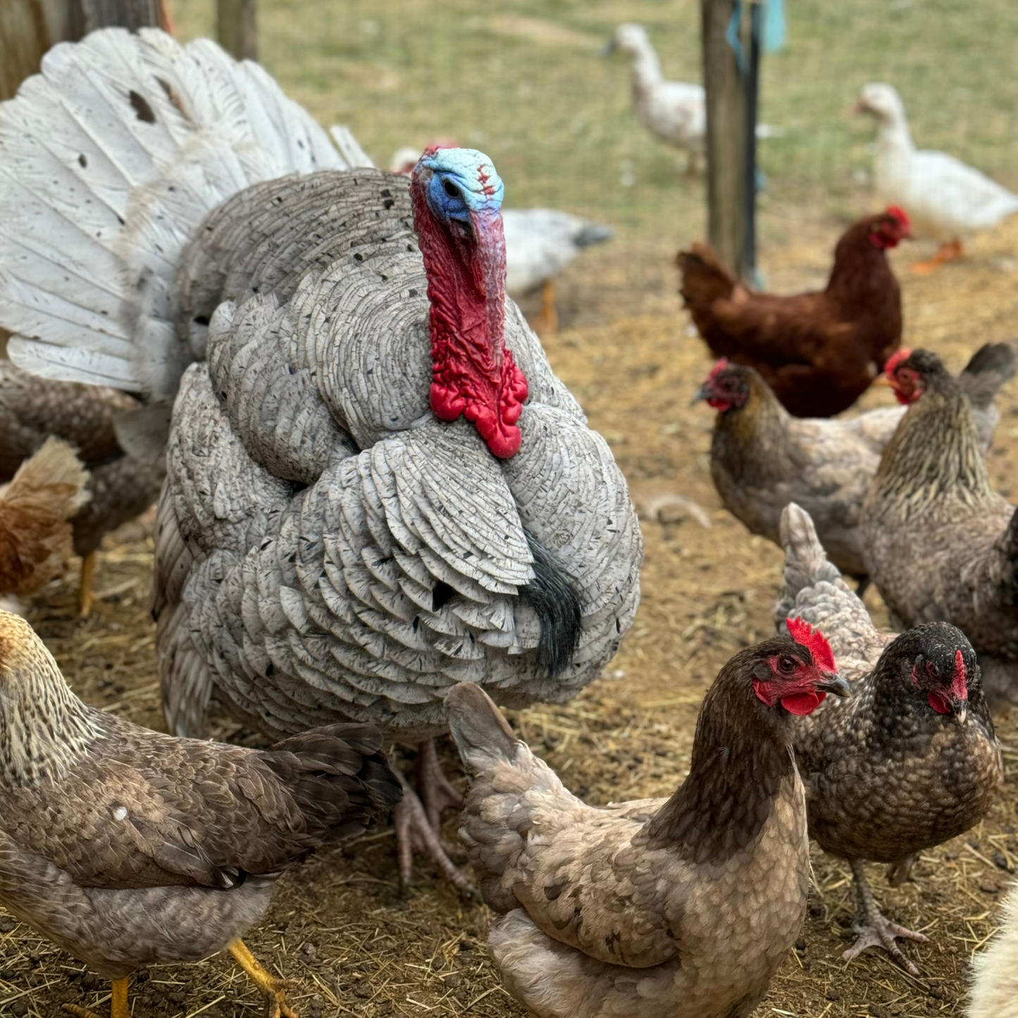 Turkey Poult: Blue Slate