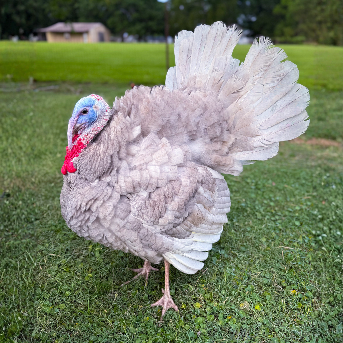 Turkey Poult: Blue Slate
