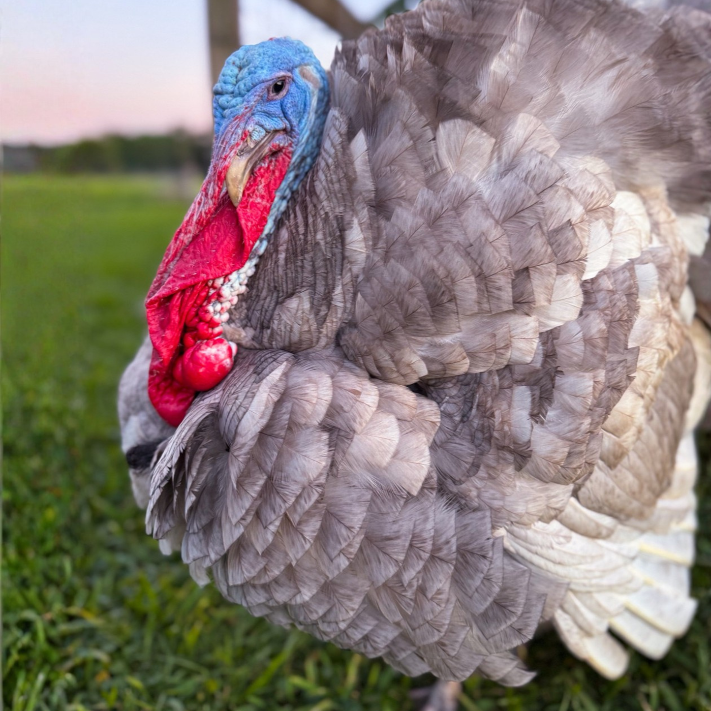 Turkey Poult: Blue Slate
