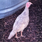 Turkey Poult: Blue Slate