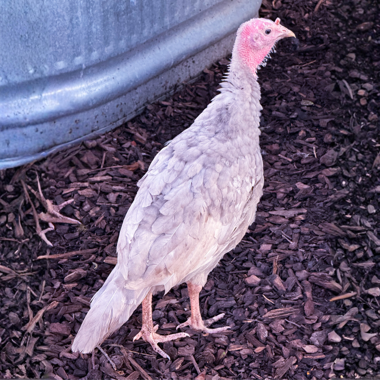Turkey Poult: Blue Slate