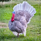 Turkey Poult: Blue Slate