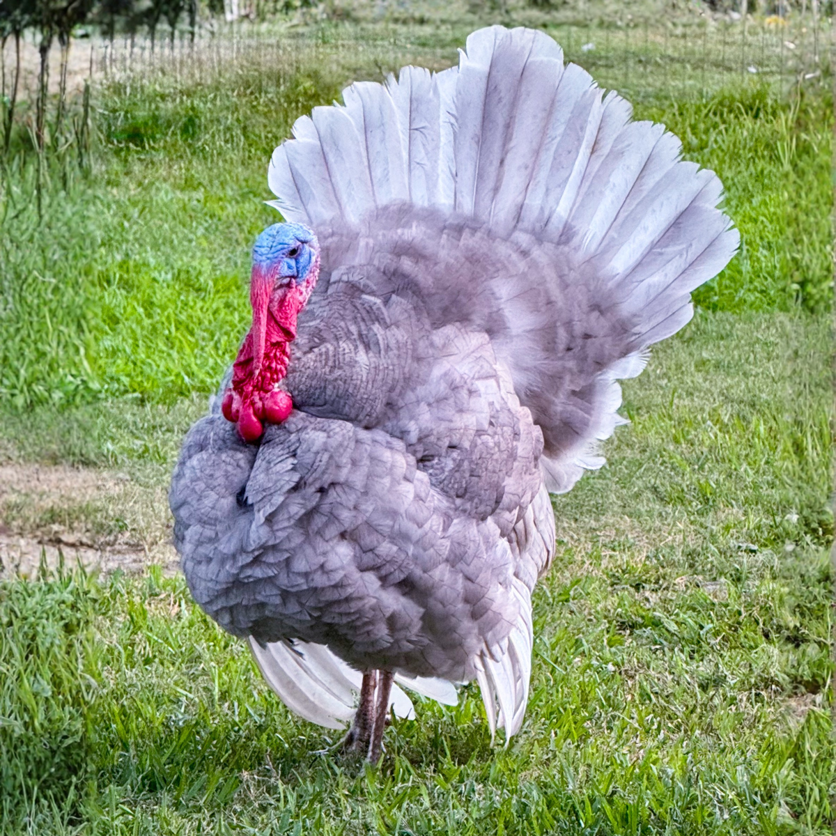 Turkey Poult: Blue Slate