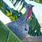 Turkey Poult: Blue Slate
