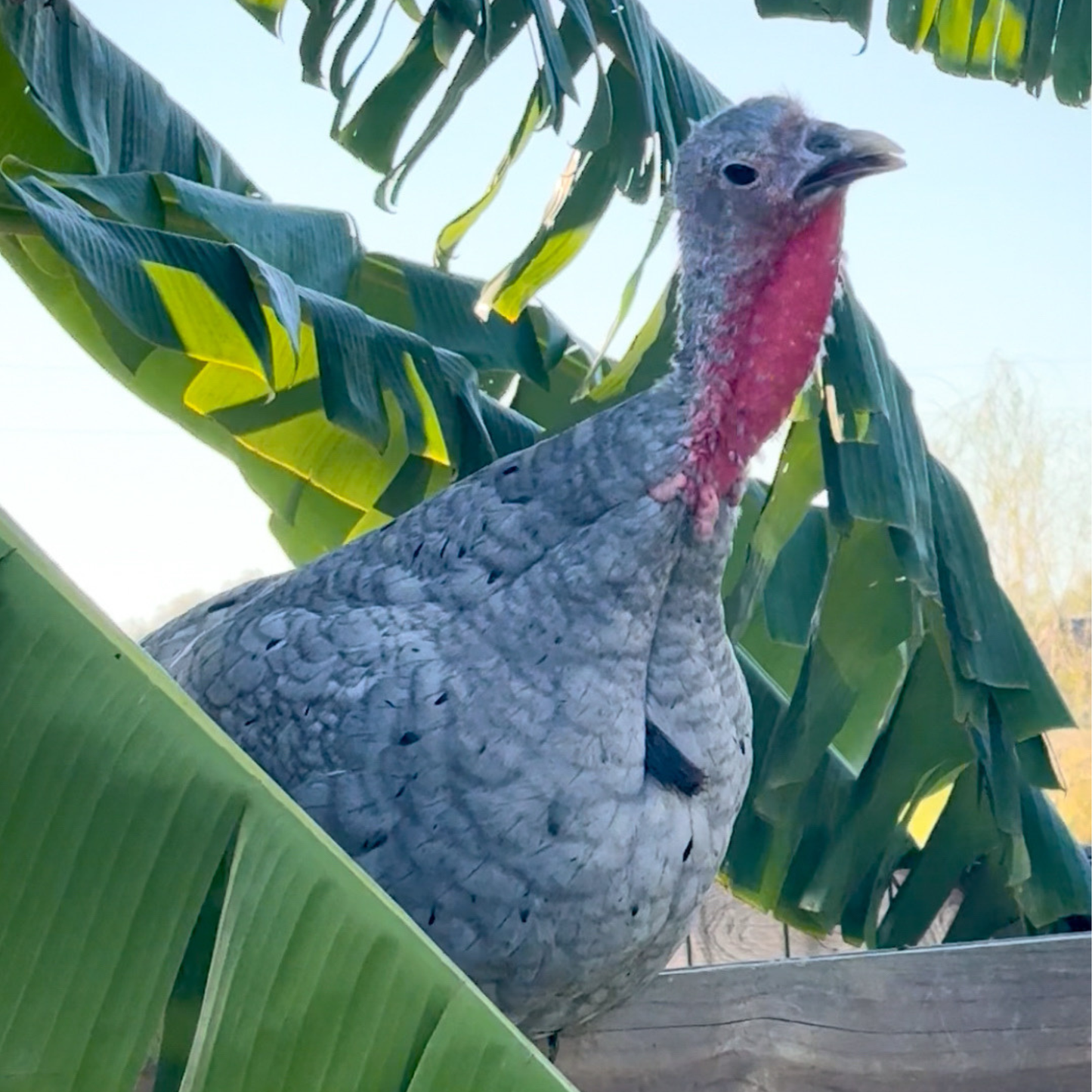 Turkey Poult: Blue Slate