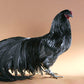 Hatching Eggs: Black Sumatra, Merry Manor Location
