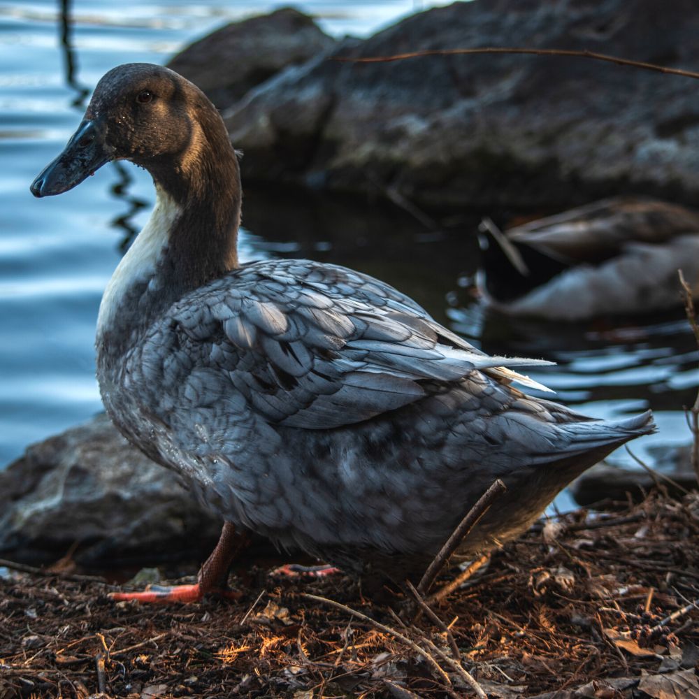 The Blue Swedish Duck is a great addition to a backyard flock. 