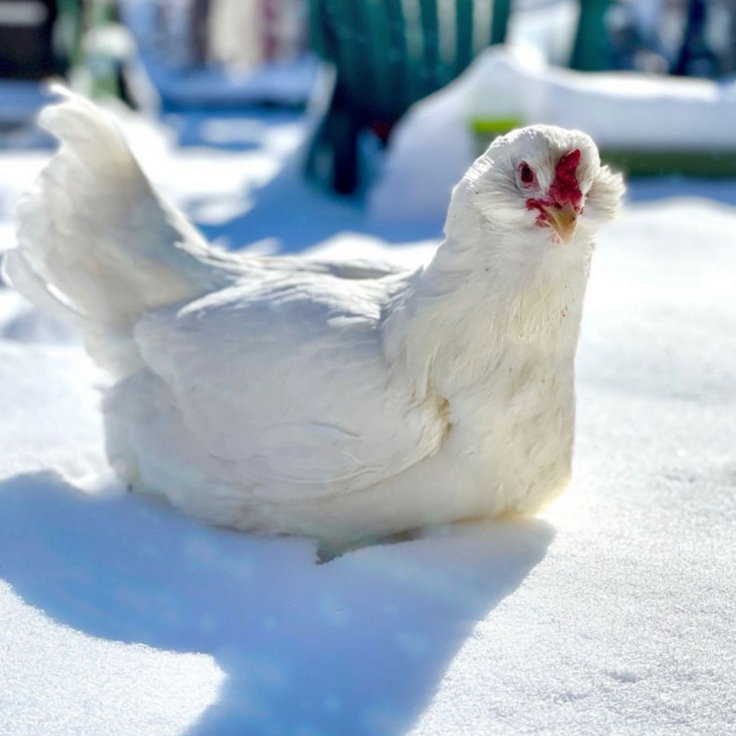 Pullet: Bountiful Blue Egg Layer, Shipping Week of