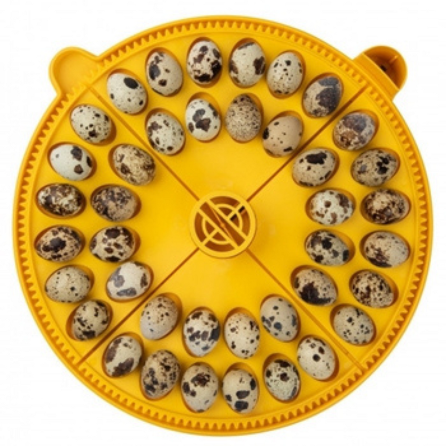 Brinsea Maxi Small Egg Insert (40 quail eggs)