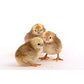 Hatching Eggs: Buckeye, Merry Manor Location