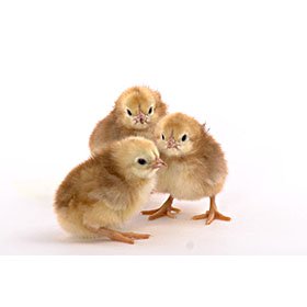 Hatching Eggs: Buckeye, Merry Manor Location