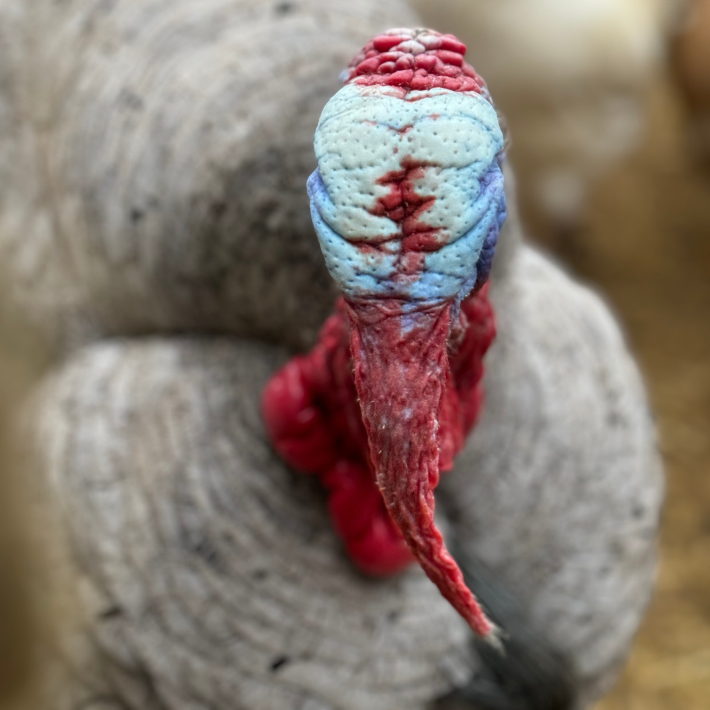 Turkey Poult: Blue Slate