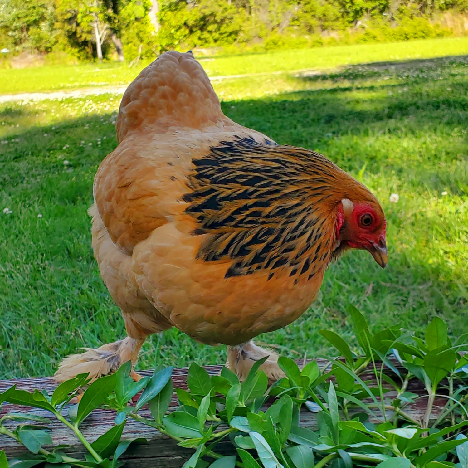 Buff Brahma Bantam chicken 