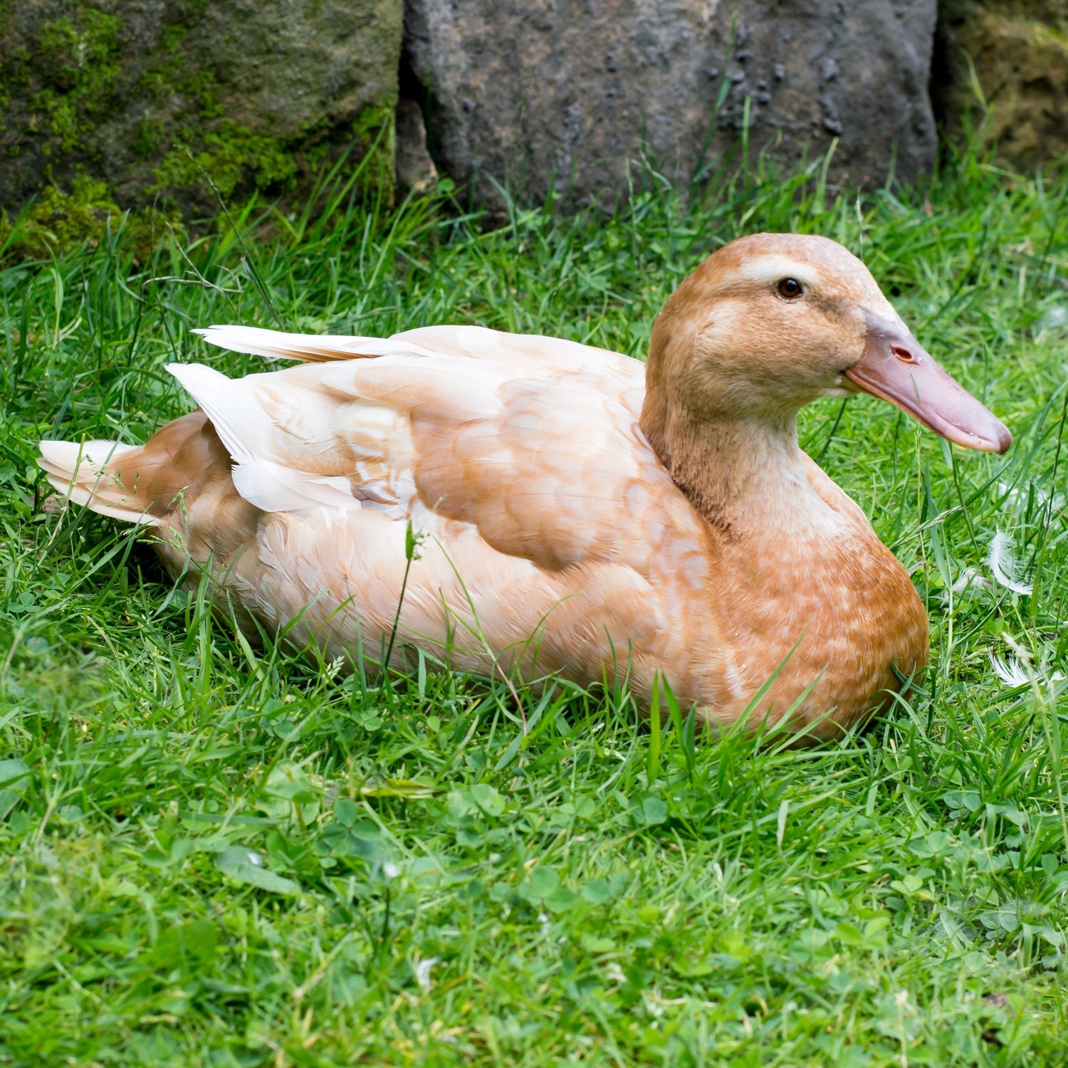 Buff Ducks have a gentle and docile nature. 