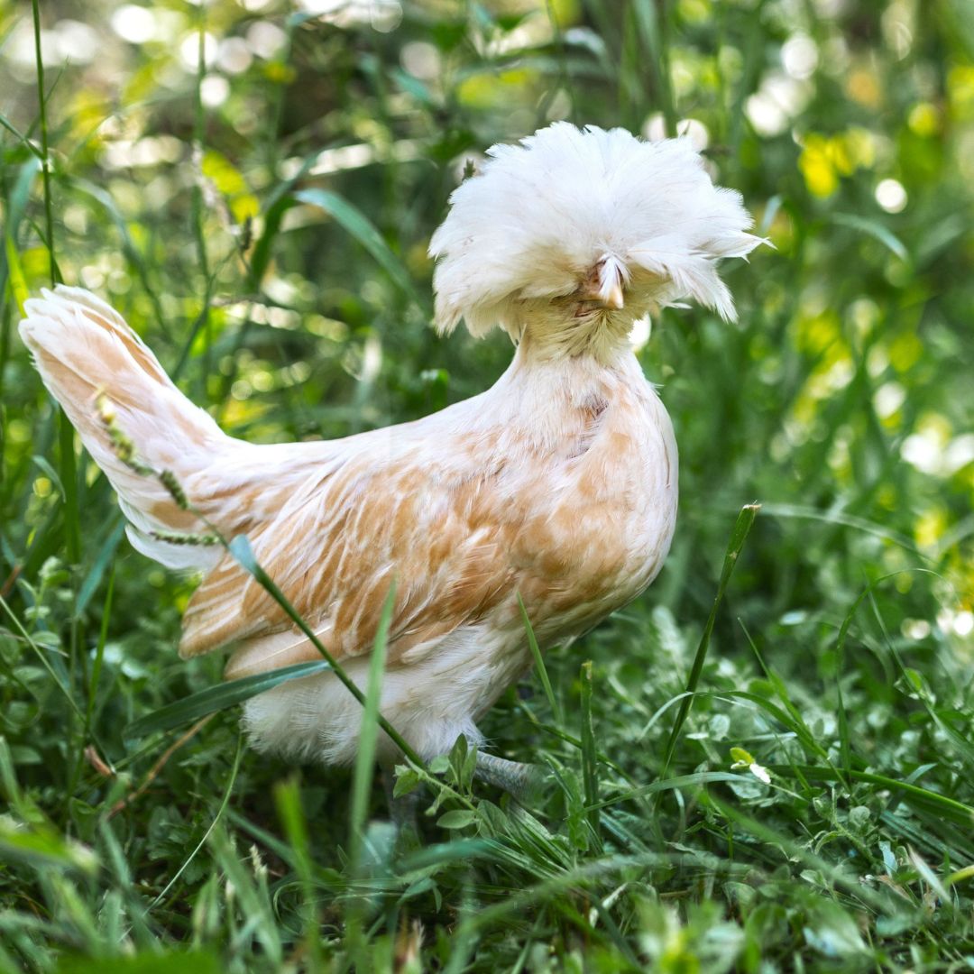 Hatching Eggs: Buff Laced Polish, Merry Manor Location