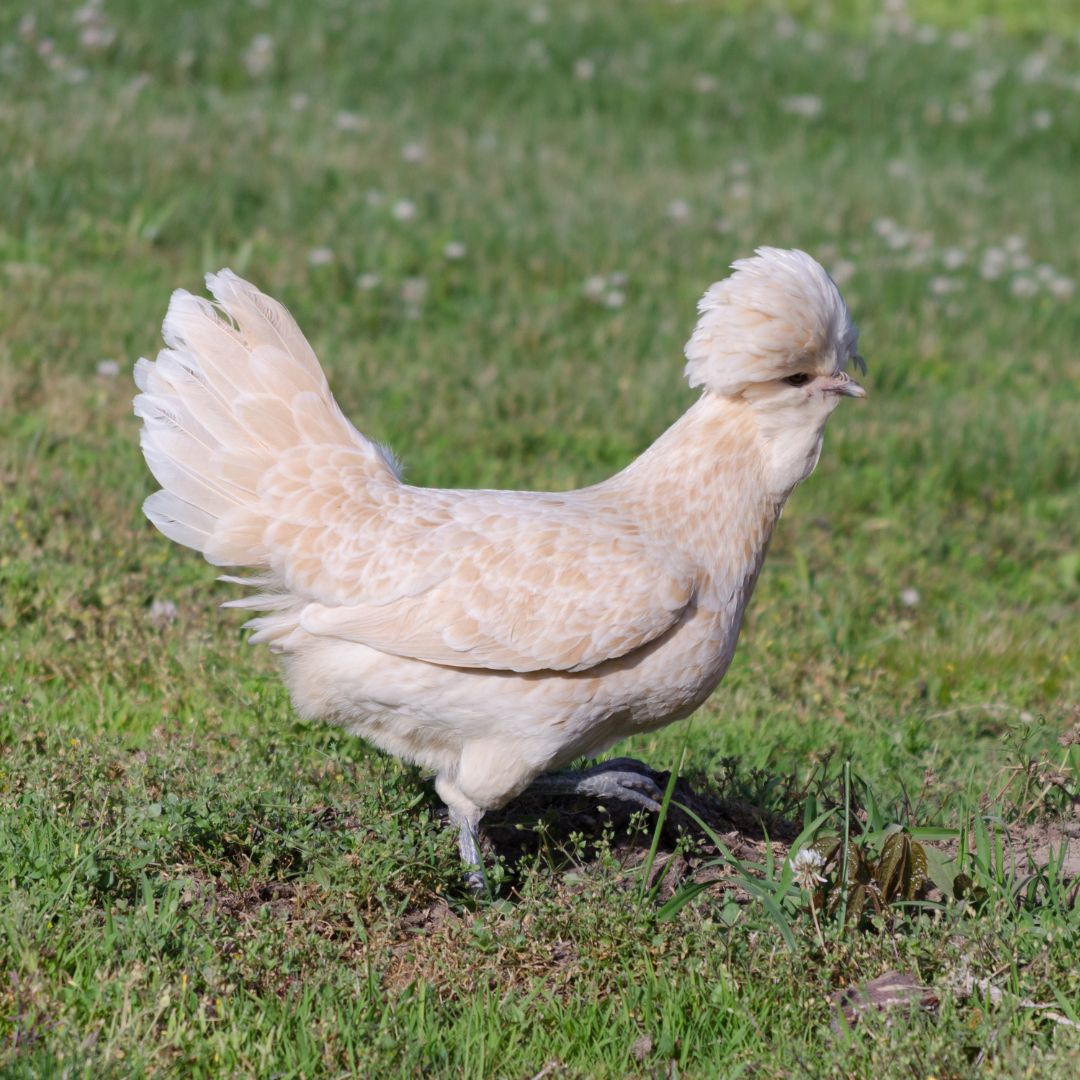 A Buff Laced polish chicken would make a fun addition to any backyard flock. 