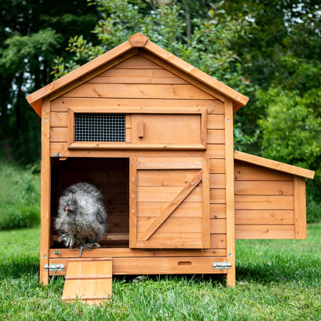 The Bungalow Chicken Coop sits low to the ground making it easily accessible for Silkie Chickens.