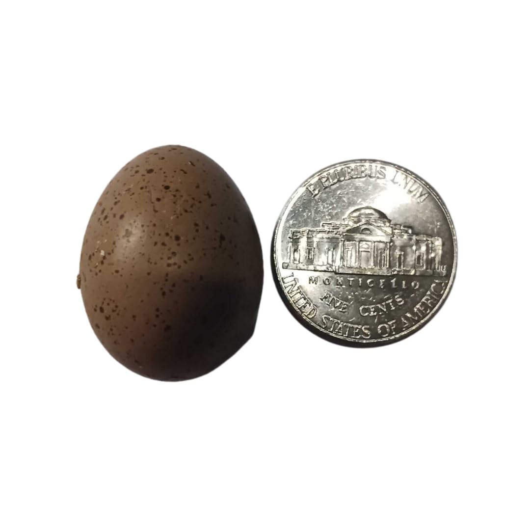 Hatching Eggs: Button Quail, Azure Acres Location
