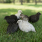Group of Button Quails on a grassy field