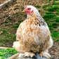 Calico Cochin Bantams have feathered feet. 