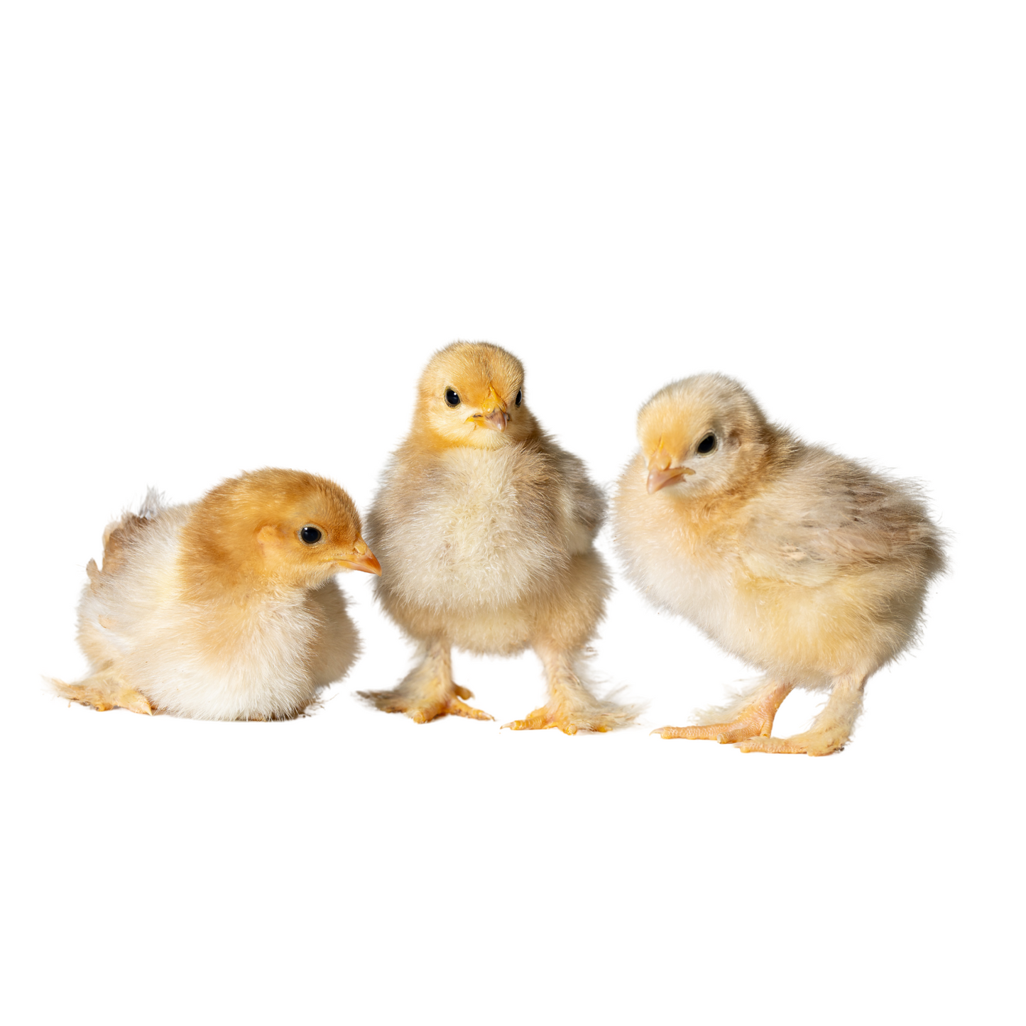 Baby Chicks: Calico Cochin Bantam