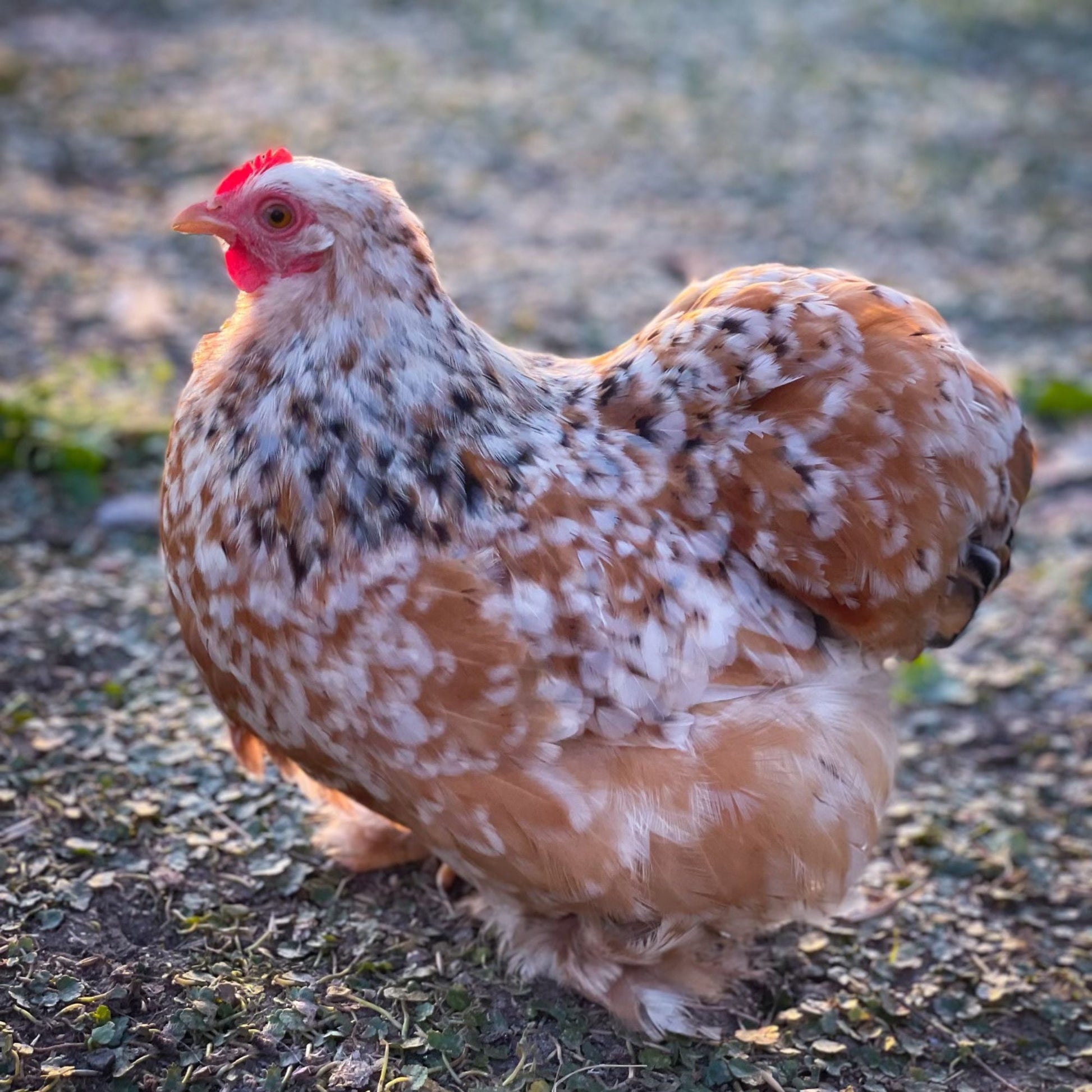 Calico Cochin Bantams have fluffy feathers!